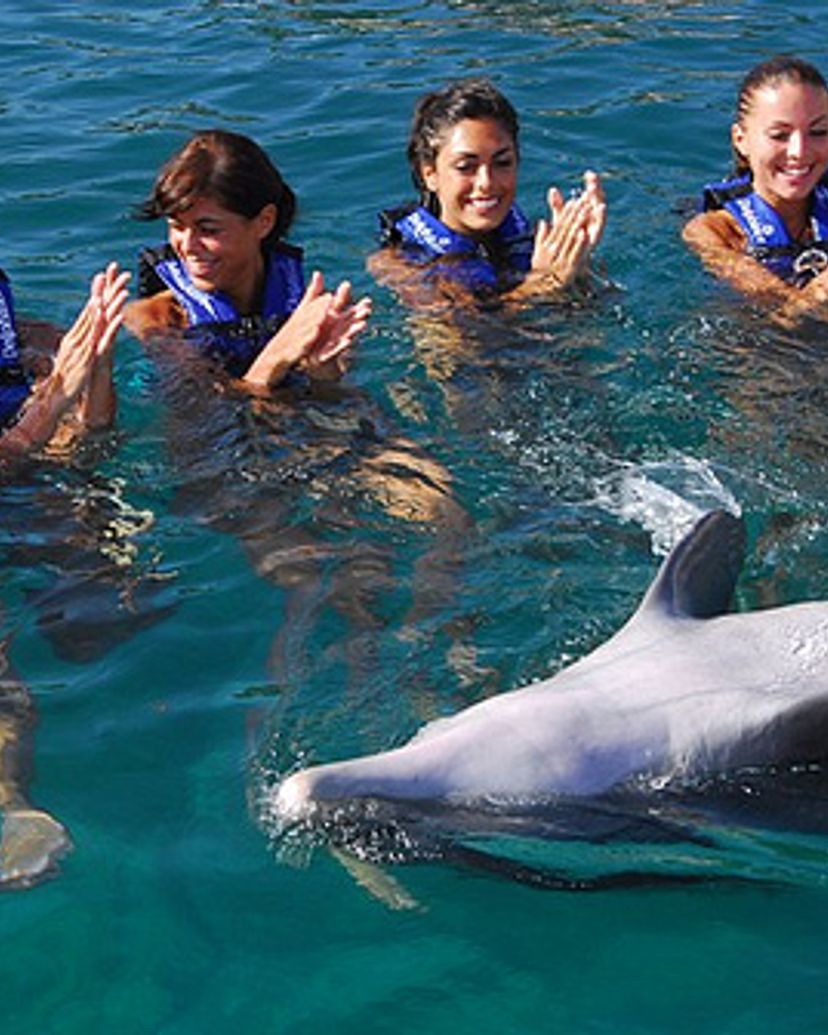 Dolphin experience in Xel-Ha Park. Yucatan Peninsula, Cancun. Mexico