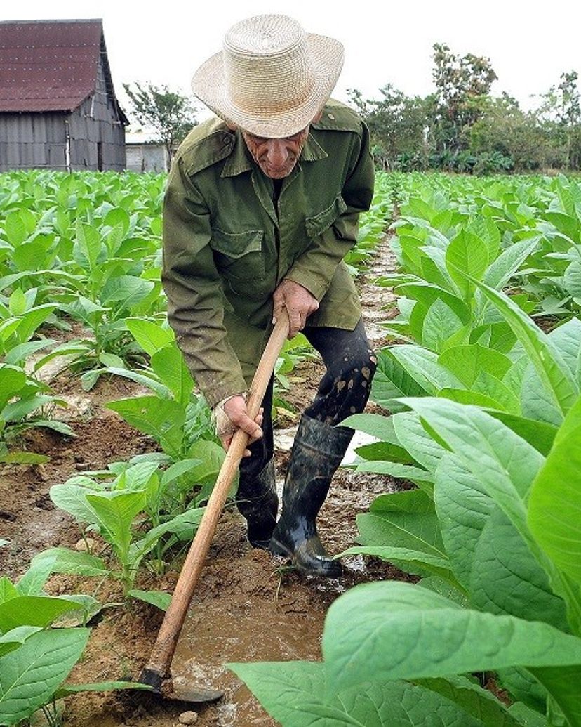 "SAN JUAN Y MARTINEZ TOBACCO ROUTE" Tour, Pinar del Río, Cuba.