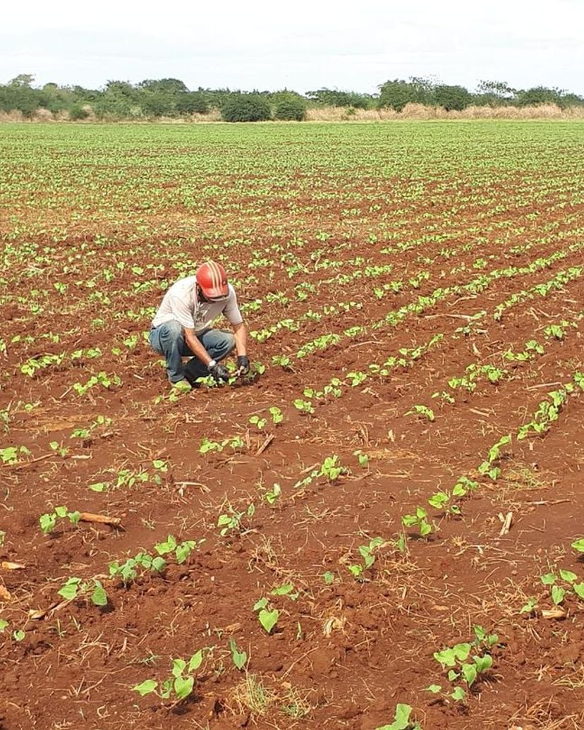Tour "FERME LA  VEGUITA, LE PLUS GRAND PRODUCTEUR DE TABAC CULTIVÉ À L'OMBRE À CUBA"