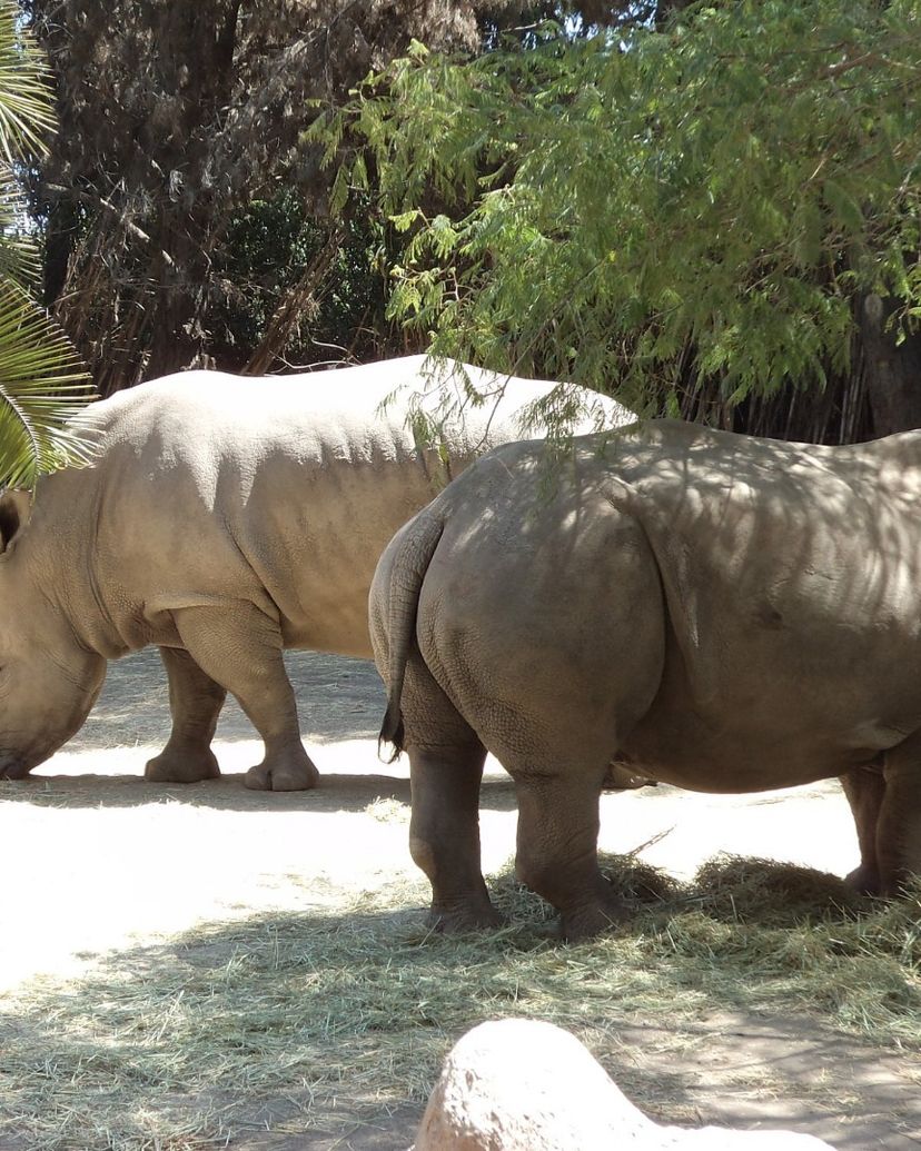 “VISIT TO THE BUIN ZOO” Tour, Santiago de Chile.