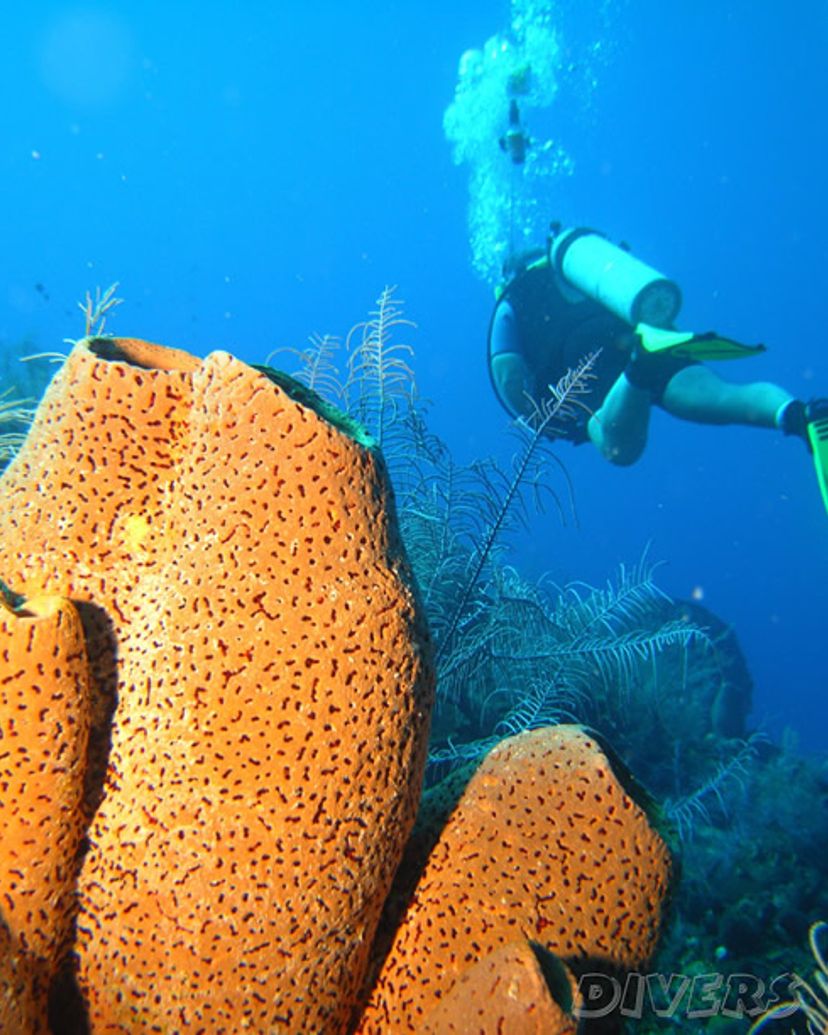 "Diving in in Covarrubias" Tour