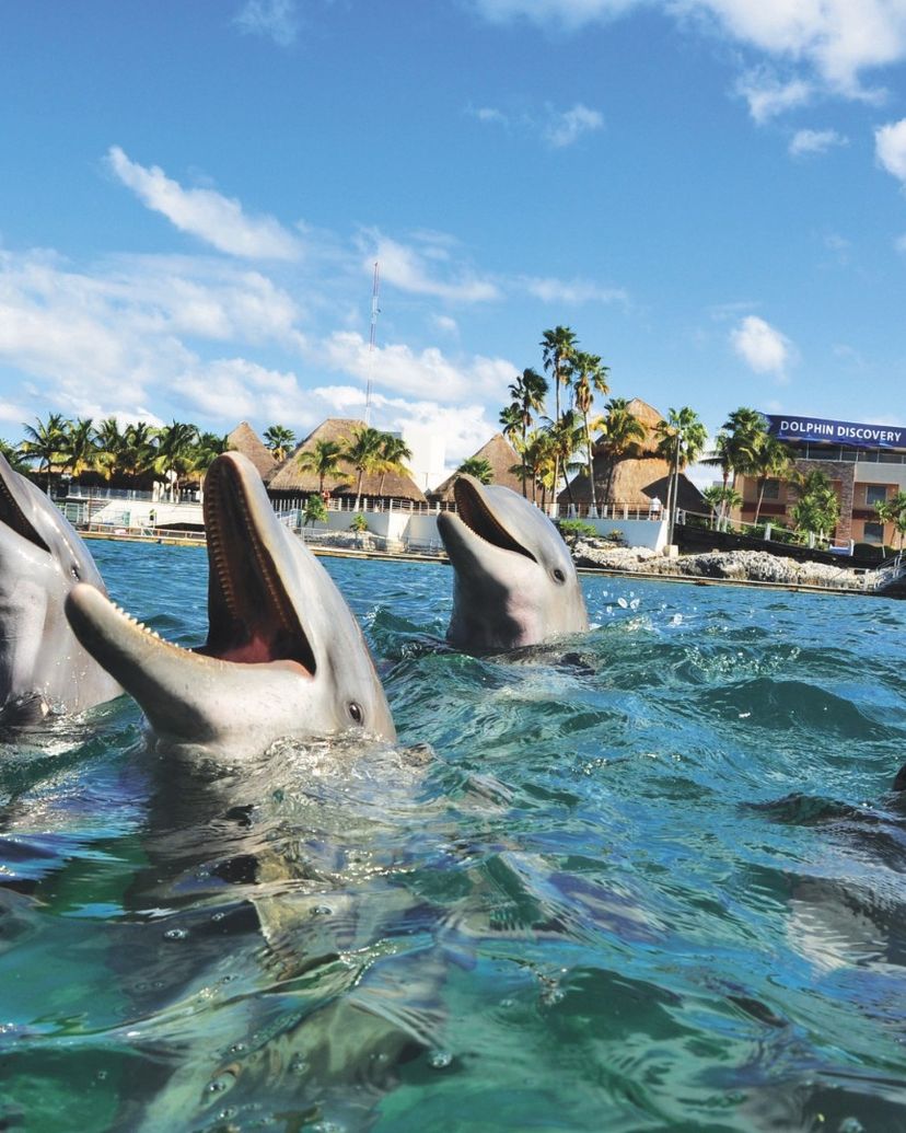 "Dolphins Experience (Encounter) + Isla Mujeres" Tour