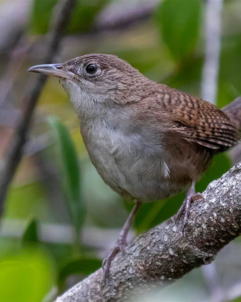 Nature Tour "Observation des oiseaux sur le sentier des Hondones"