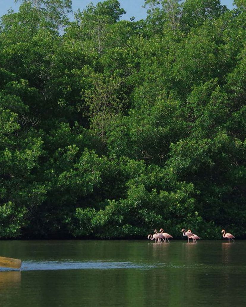 Pink flamingos in the Guanaroca lagoon, Cienfuegos, Cuba.