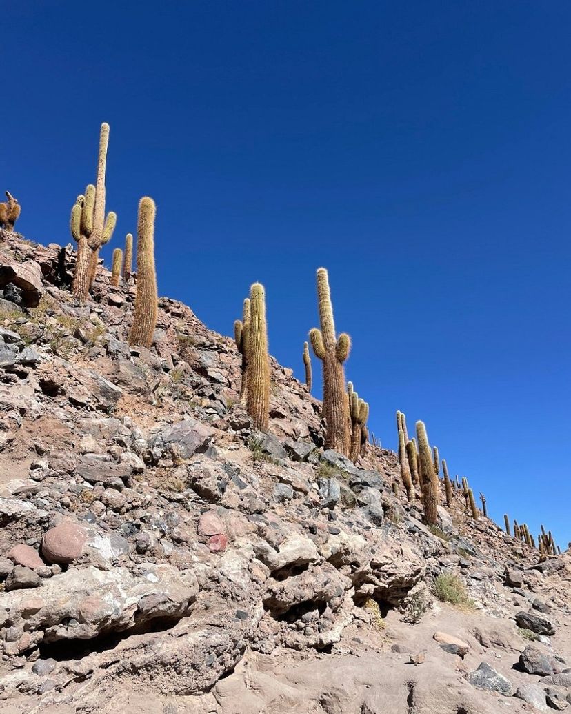 "HIKE GUATIN CACTUS" Tour, San pedro de Atacama, Chile.
