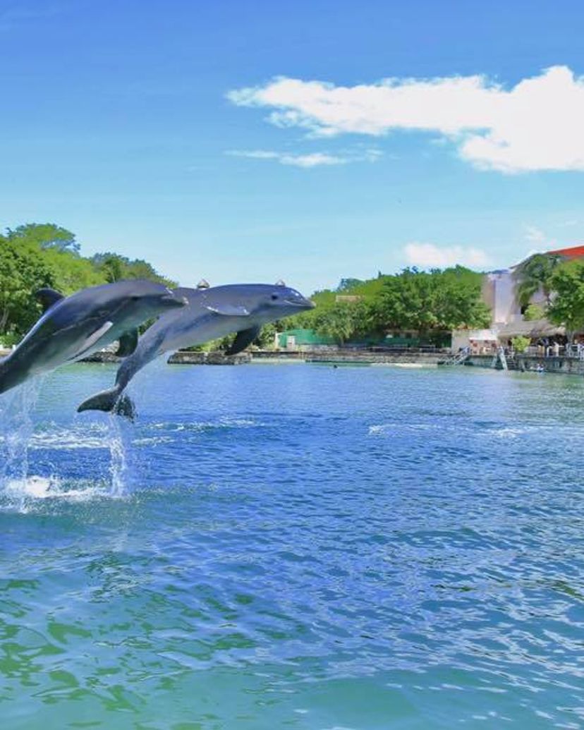 Dolphin Discovery Puerto Aventuras, enjoy the experience in Yucatan Peninsula. Mexico.