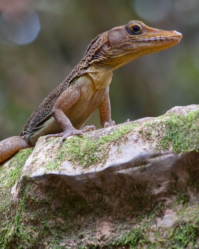 "REPTILE OBSERVATION TRAIL IN SOROA NATURAL PARK" Tour, Artemisa, Cuba.