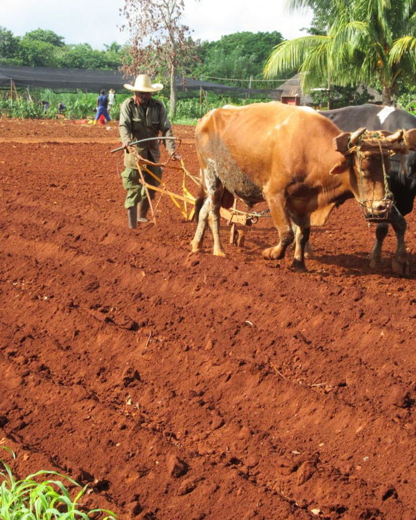 A traditional cuban farm, traditions and customs, Viñales Valley National Park, Pinar del Río