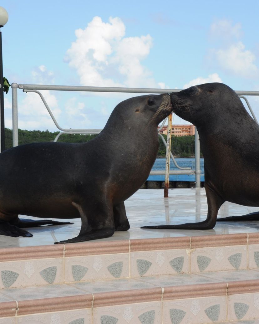 Sea lions and dolphins shows, naranjo Bay Aquarium, Holguin