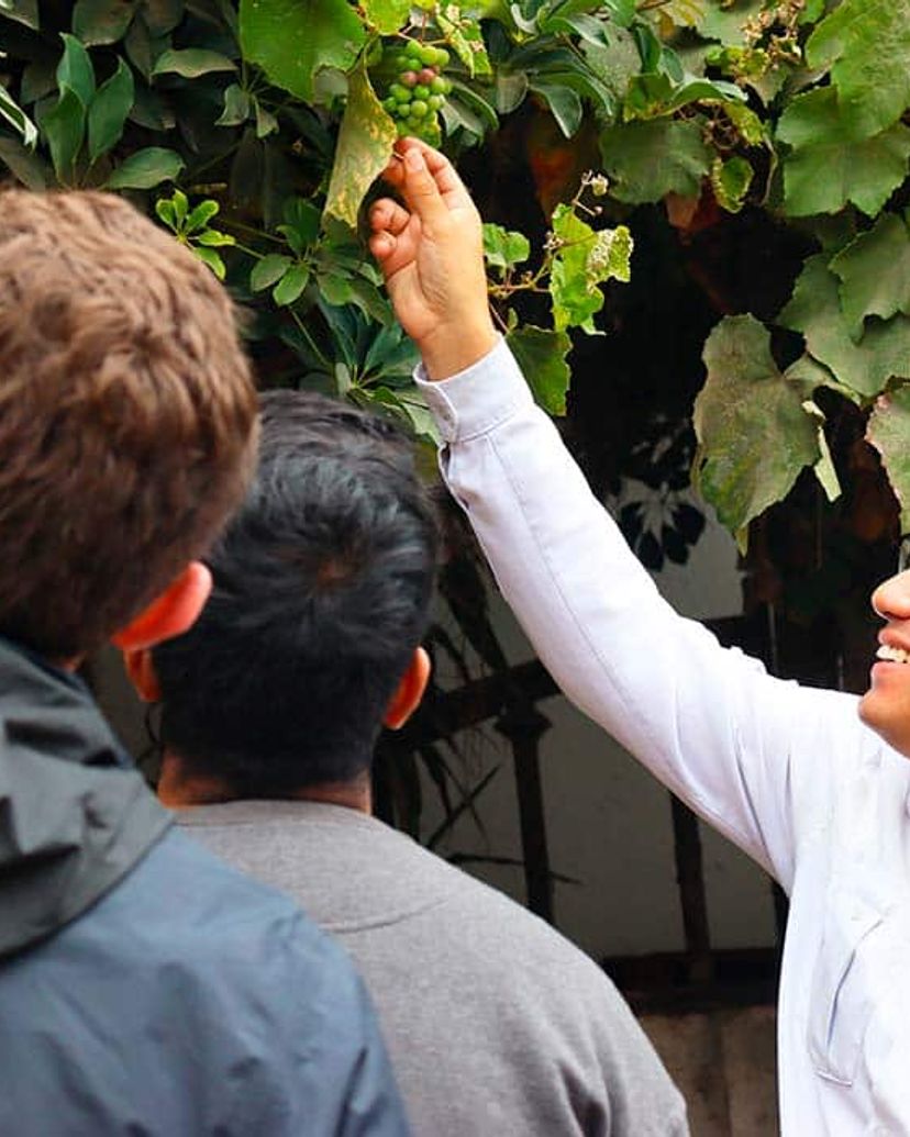 Local Wine Tour in Lima, Peru