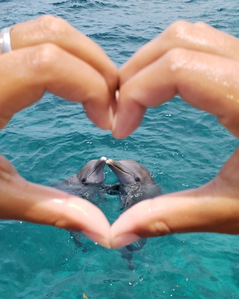 "Dolphins Royal Swim in Isla Mujeres" Tour