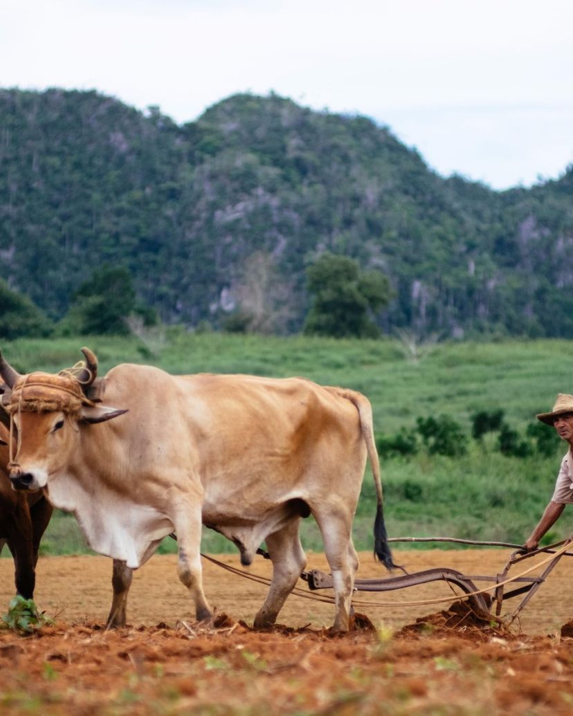 The tobacco farmers, traditions and customs, Viñales valley