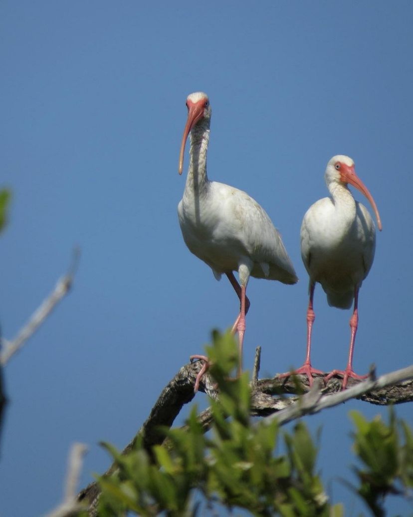 "HIKING AND BIRD WATCHING AT LOS ARROYONES" Tour, Zapata peninsula, Matanzas, Cuba.