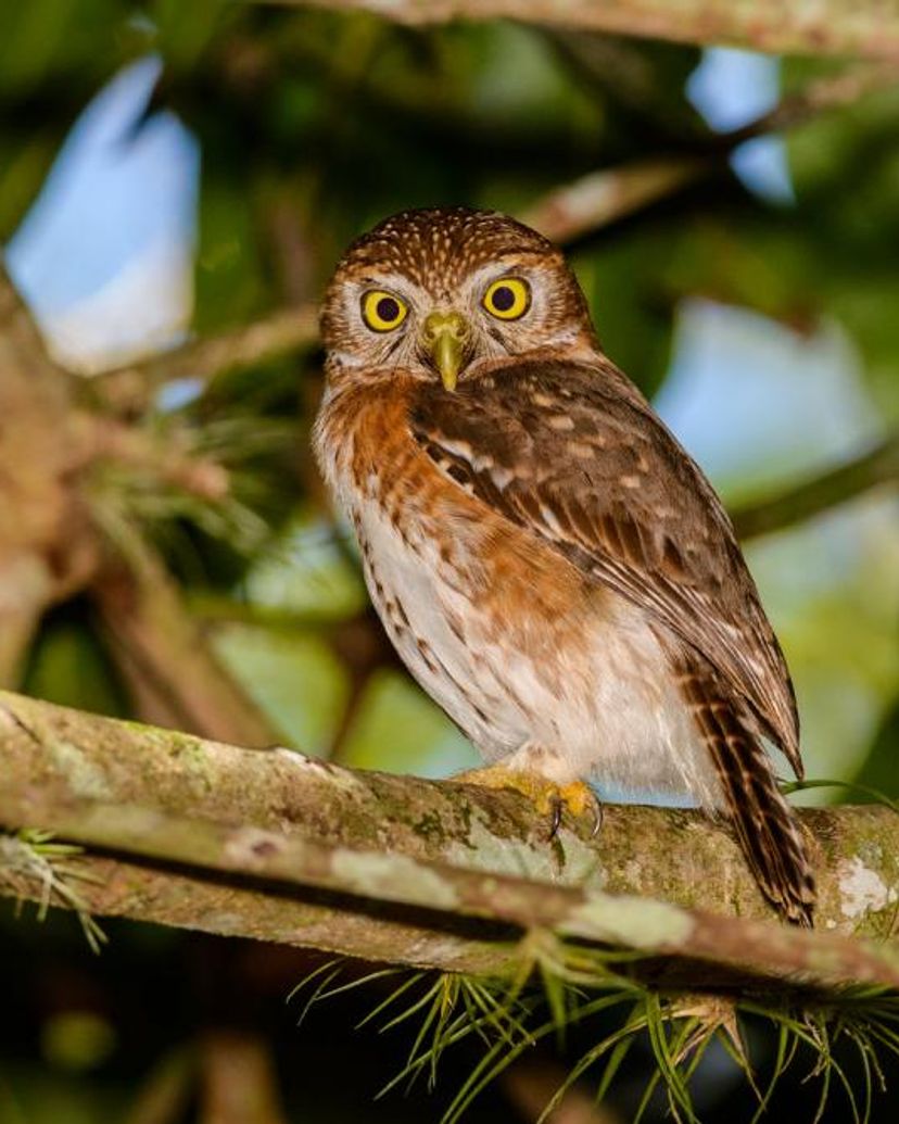 "HIKING AND BIRD WATCHING AT SANTO TOMAS" Tour, Zapata peninsula, Matanzas, Cuba.