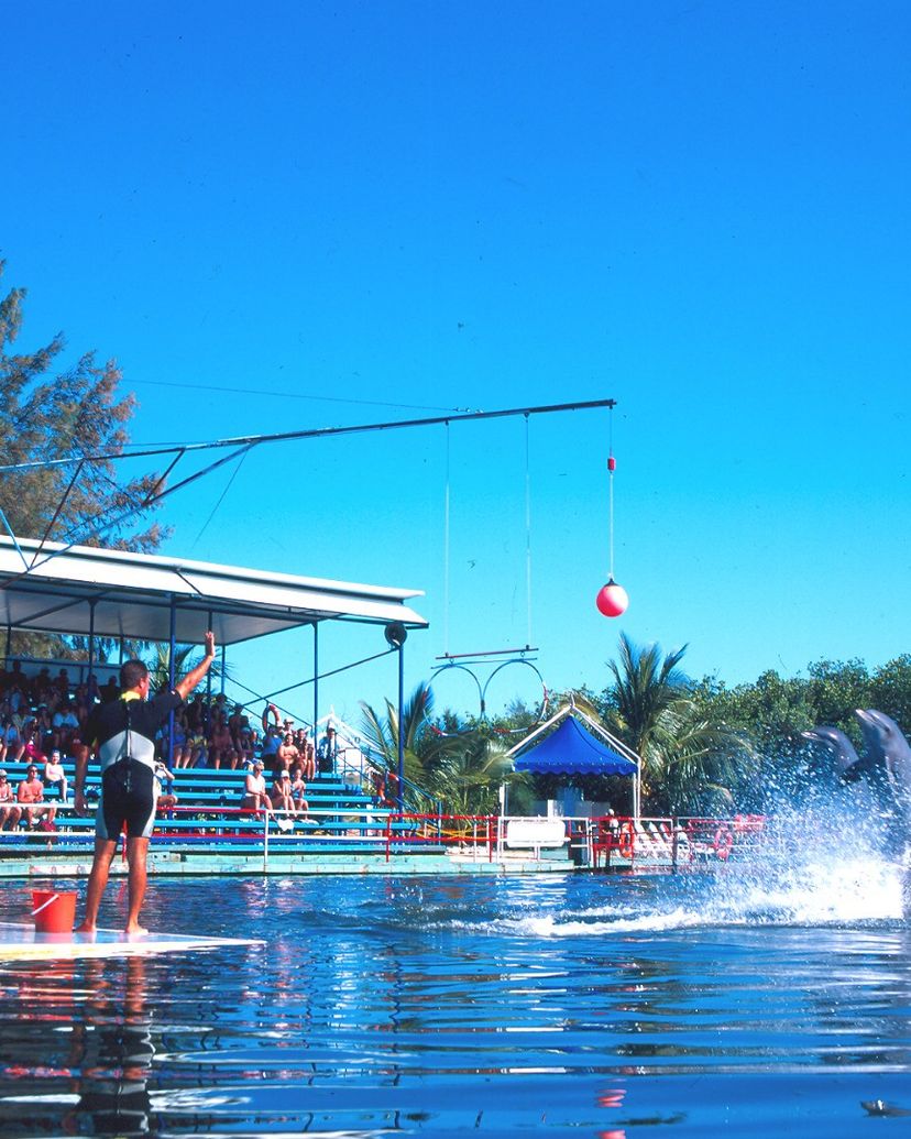 Dolphin show at Varadero dolphinarium