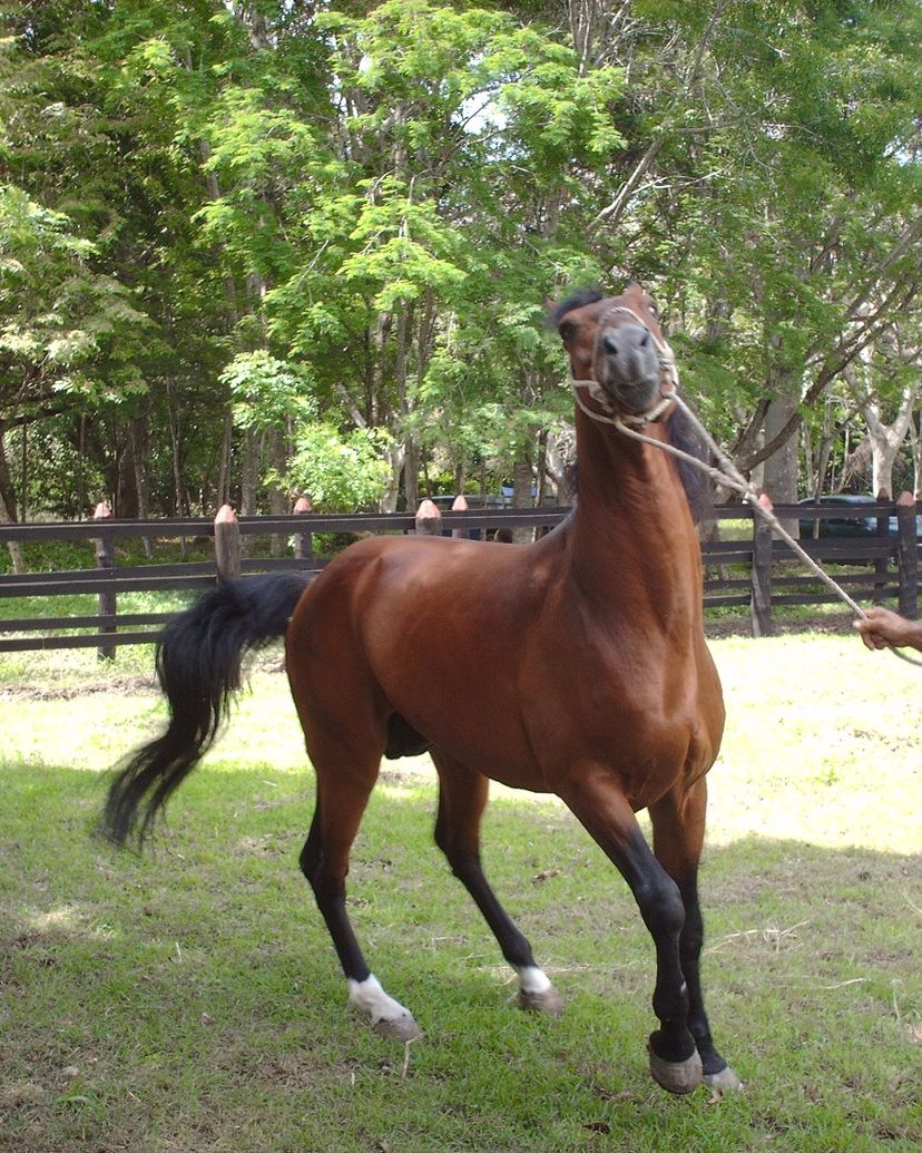Tour to La Belén Ranch, Camagüey