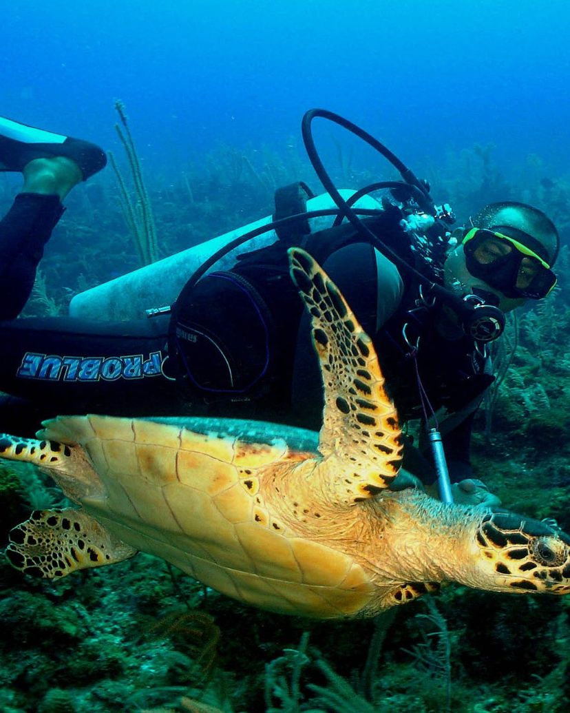 Scuba diving tour in Cayo Santa María, Villa Clara, Cuba.