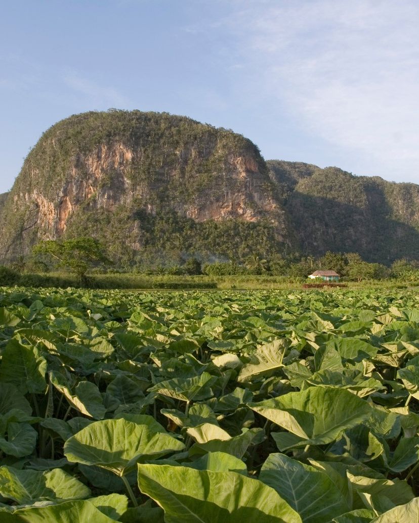 Viñales Valley panoramic view, Viñales, Pinar del Río, Cuba.