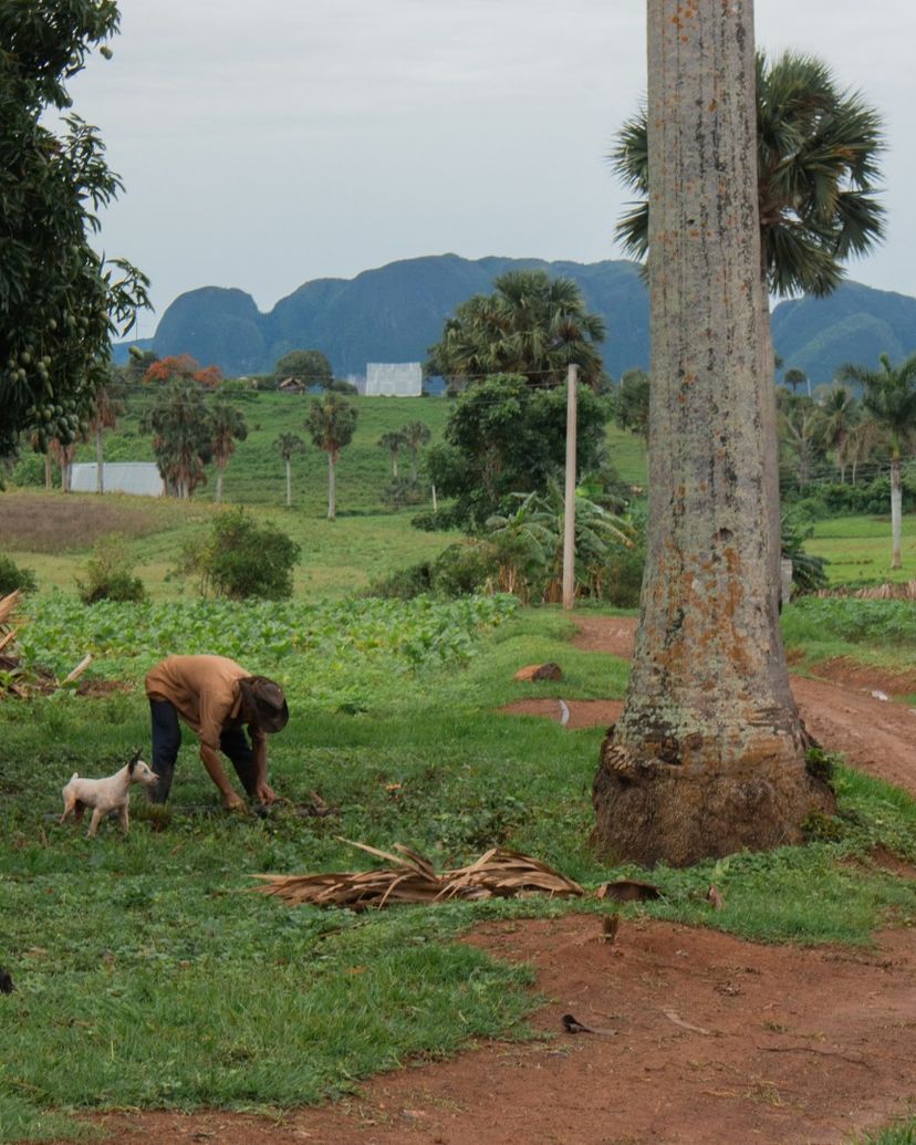"TO LA CURCUMA FARM" Tour, Viñales, Pinar del Río, Cuba.