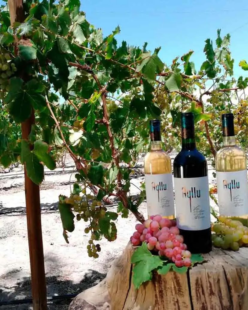 "TOCONAO WINE ROUTE" PREMIUM Tour, San Pedro de Atacama, Chile. 