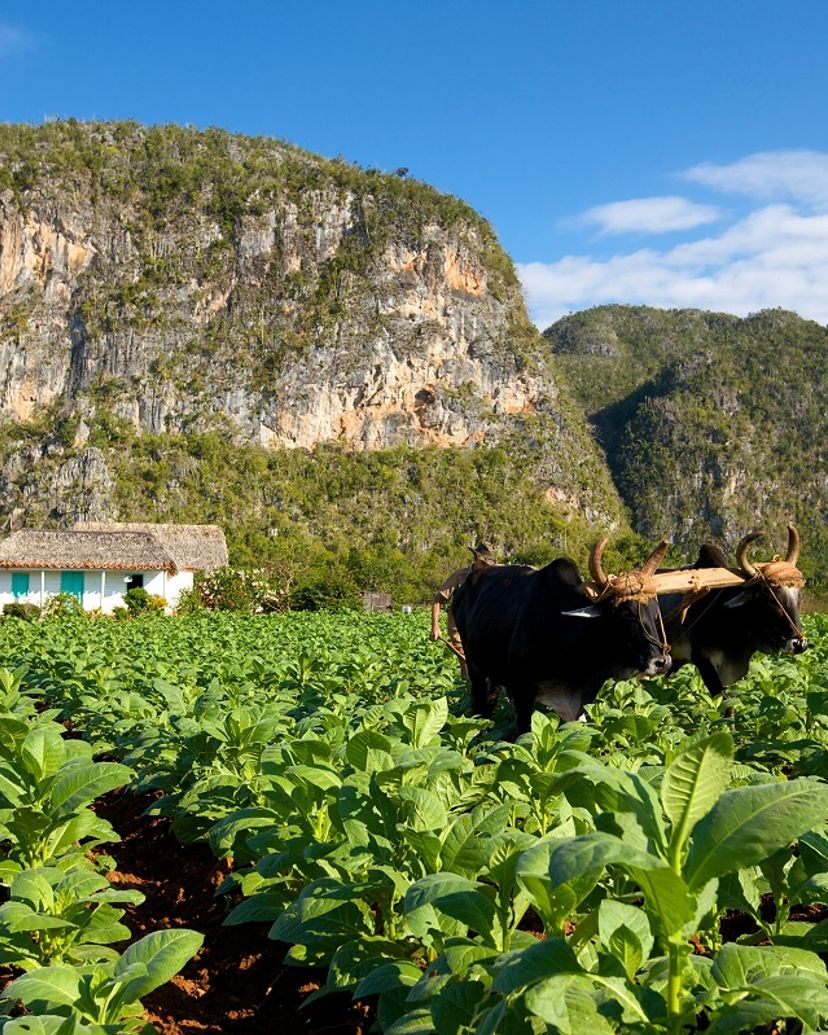 The Tobacco plantation panoramic view, Viñales Valley National Park, Pinar del Rio, Cuba.
