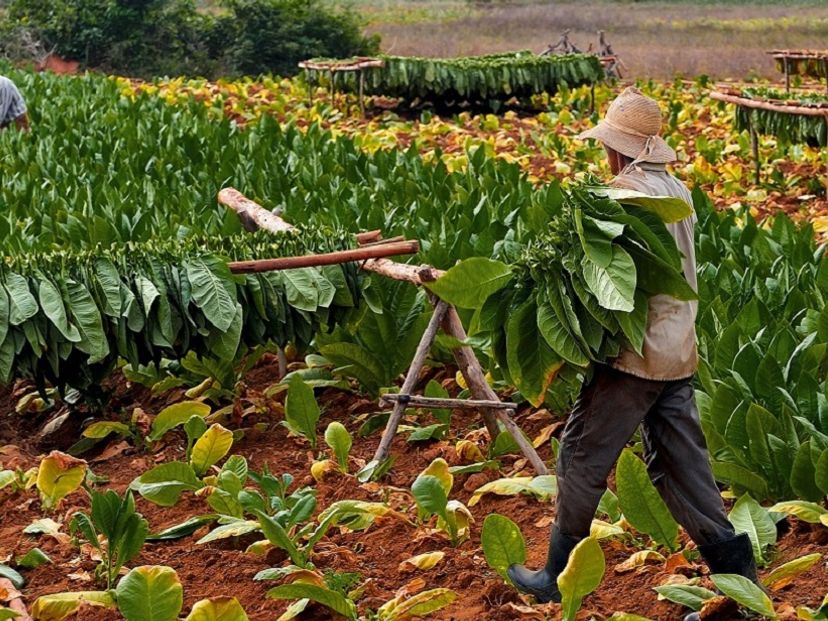 The Tobacco plantation panoramic view, Viñales Valley National Park, Pinar del Rio, Cuba.