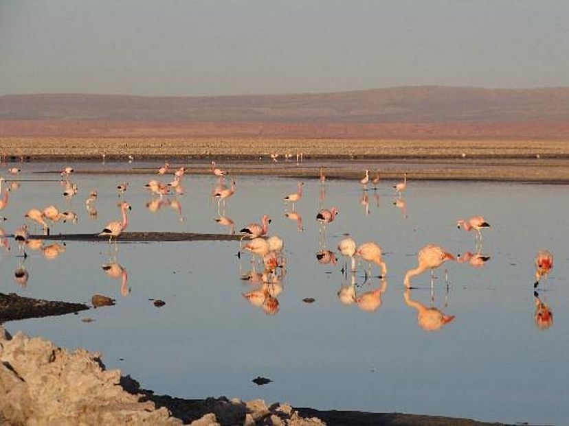 "ATACAMA SALT FLAT, CHAXA LAGOON AND TOCONAO WITH APPETIZER" Tour, San pedro de Atacama, Chile.