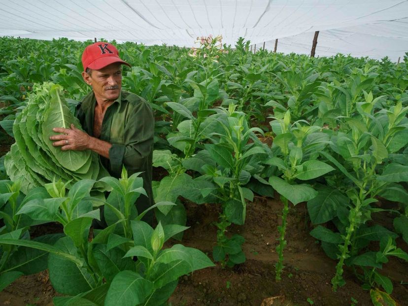 A traditional tobacco farm, the cultivation of the leaves, San Juan Martinez valley, Pinar del Río
