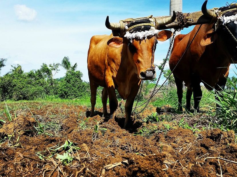 Vista Hermosa Organic Farm, Guanabacoa, Havana, Cuba. "Rural Cuba" Tour
