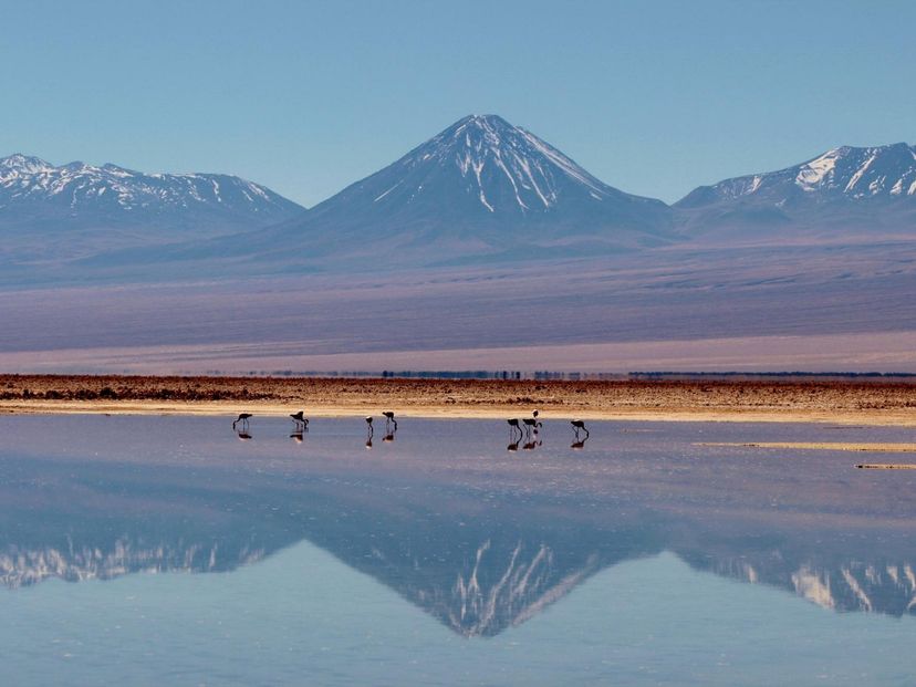 "ALTIPLANIC LAGOONS & CHAXA LAGOON" Tour, San Pedro de Atacama, Chile.