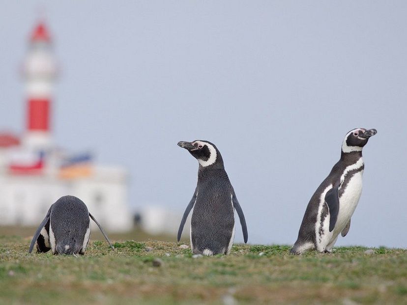 SOUTHERN FJORDS NAVIGATION AND‘LOS PINGÜINOS’ NATURAL MONUMENT – MAGDALENA ISLAND, STRAIT OF MAGELLAN, CHILE.