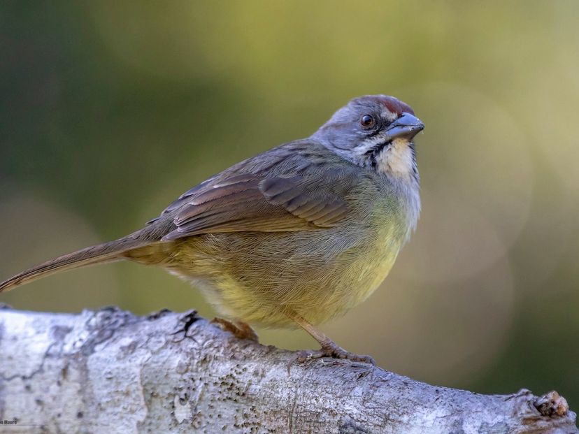 Rotagem à Natureza "Observação de Aves no Trilho de Soplillar"
