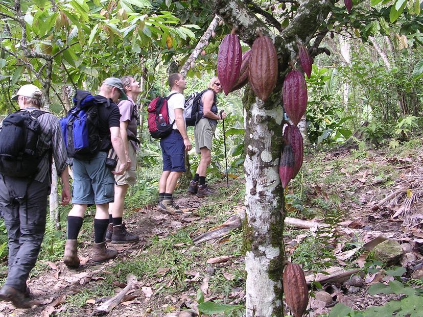 "TRAIL OF THE COCOA - CASCADE OF THE DUABA" Trekking Tour