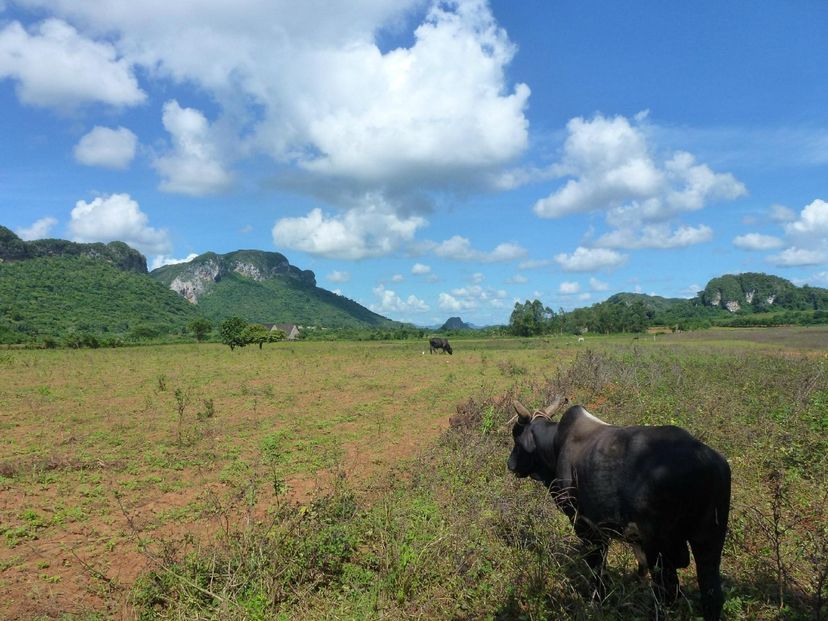 “SAN VICENTE - ANCÓN TRAIL IN THE VIÑALES VALLEY” Tour, Viñales, Pinar del Río, Cuba.