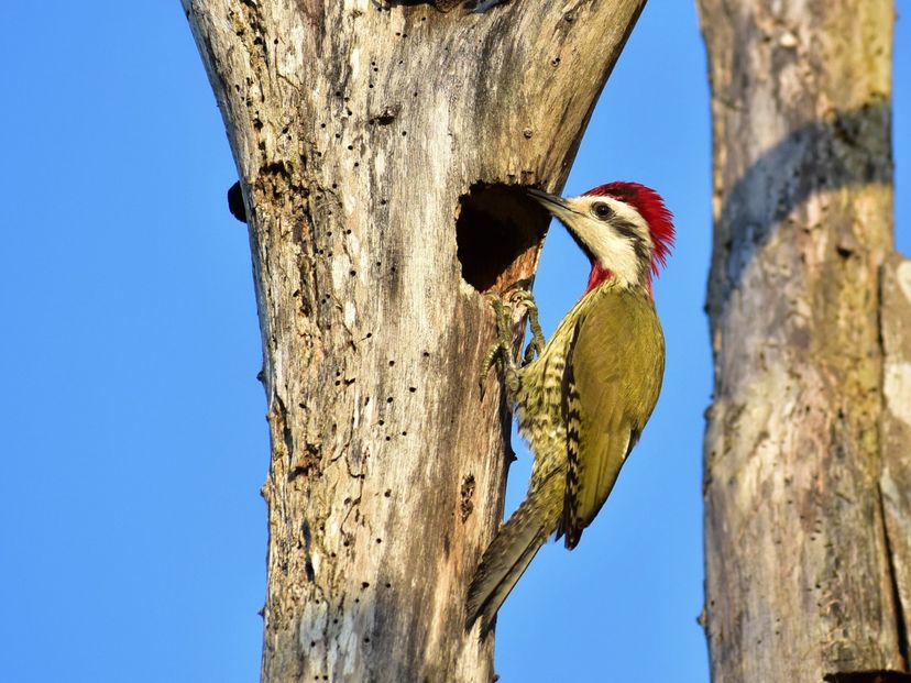 "HIKING AND BIRD WATCHING IN THE SPELEOLACUSTRINE SYSTEM OF THE ZAPATA SWAMP" Tour, Zapata Peninsula, Matanzas, Cuba.