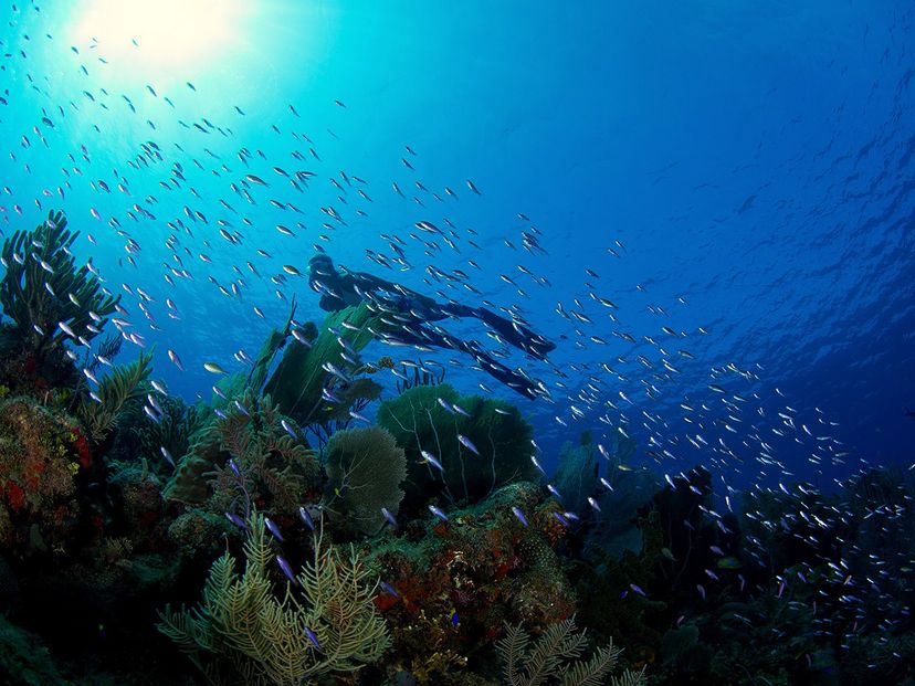 "SCUBA DIVING IN SIGUANEA (EL COLONY)" Tour