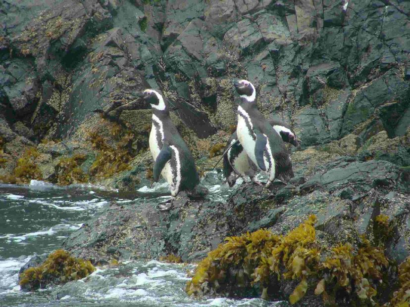 Tour “ANCUD E LA COLONIA DI PINGUINI A PUÑIHUIL”