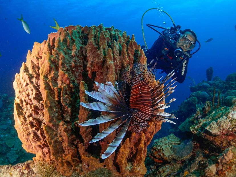 Tour "PLONGÉE SOUS-MARINE À FARO LUNA, CIENFUEGOS"
