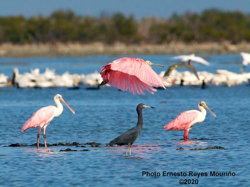 Birdwatching in Salinas de Brito