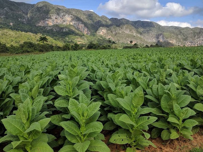 “TREKKING THROUGH THE VIÑALES VALLEY, Pinar del Río, Cuba.