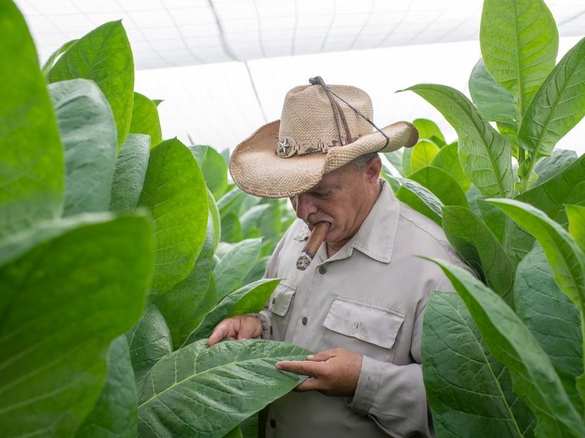 Finca Quemado del Rubi, owned by Hector Luis and considered one of the top three tobacco farms in Cuba. Mr. Luis’ outstanding production won him the prestigious Hombre Habano award.
