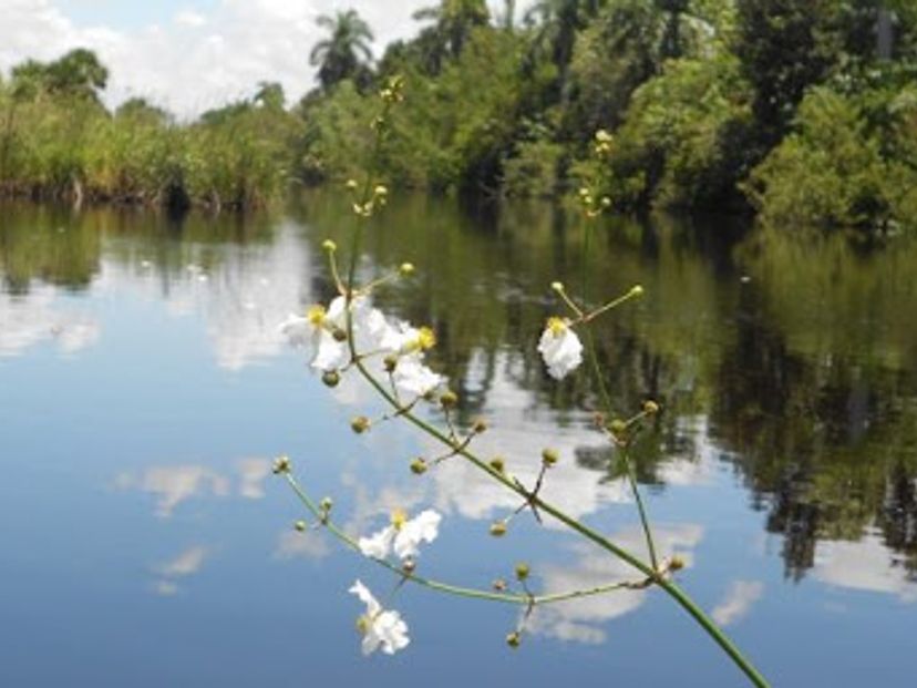 "Fluvial Walk by the Hatiguanico River"