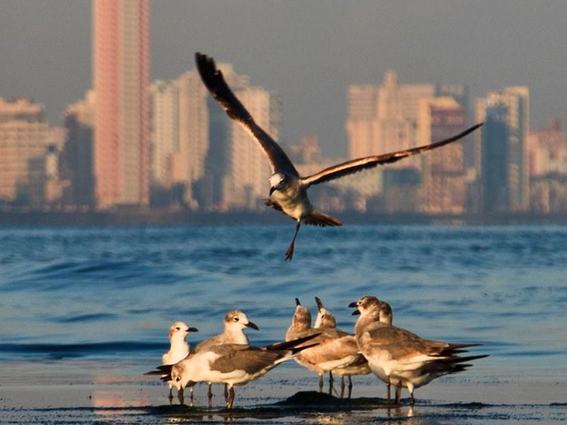 Panoramic view of Havana Bay, Tour "On both sides of the bay"