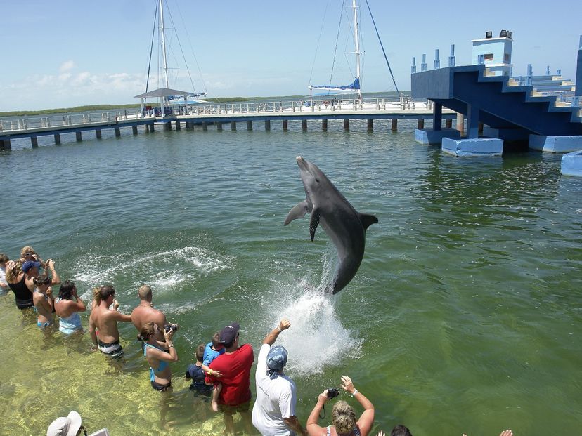 “SWIMMING WITH DOLPHINS IN CAYO SANTA MARÍA“ Tour, Villa Clara, Cuba.