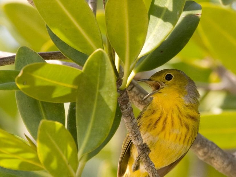 "HIKING AND BIRD WATCHING AT BERMEJAS" Tour, Zapata peninsula, Matanzas, Cuba,