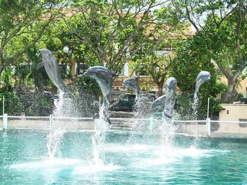"Dolphins Royal Swim in Riviera Maya" Tour