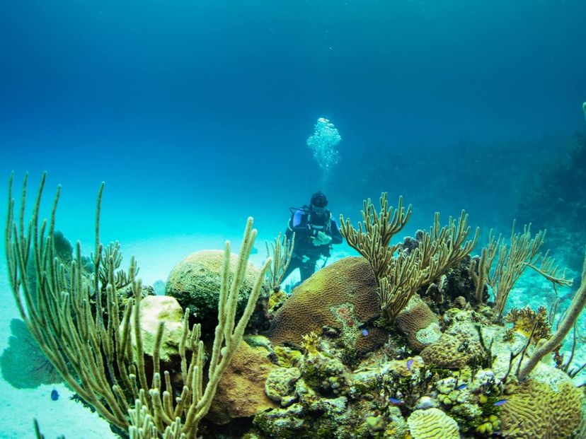 “SCUBA DIVING IN PLAYA CORAL, CARBONERAS, MATANZAS“ Tour