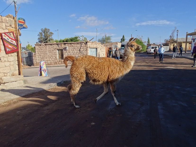 "TOCONAO WINE ROUTE + LLAMAS" PREMIUM Tour, San Pedro de Atacama, Chile. 