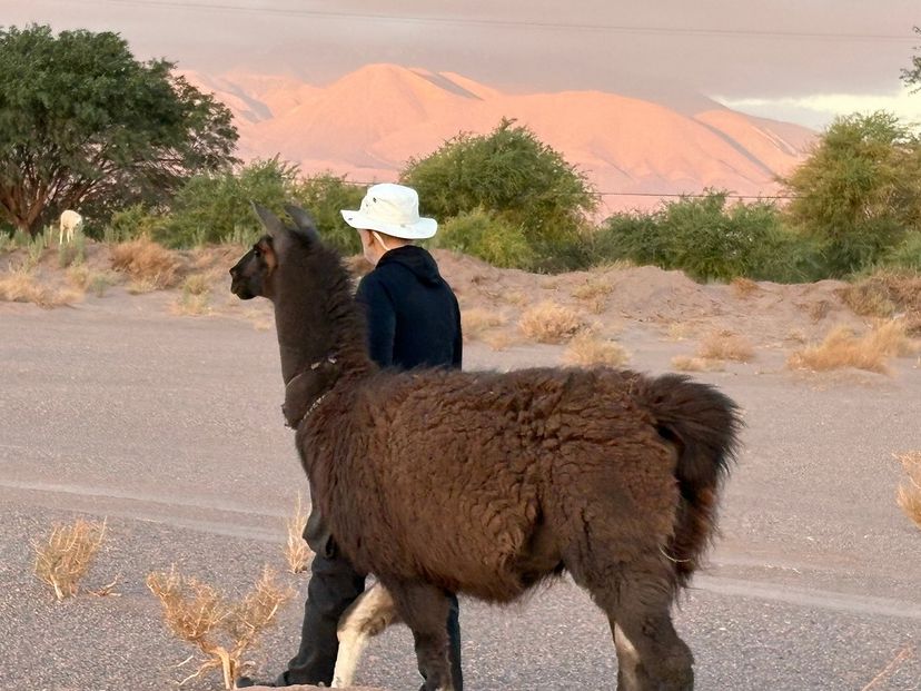 "TURIKUNZA EXPERIENCE" PREMIUM Tour, San Pedro de Atacama, Chile. 