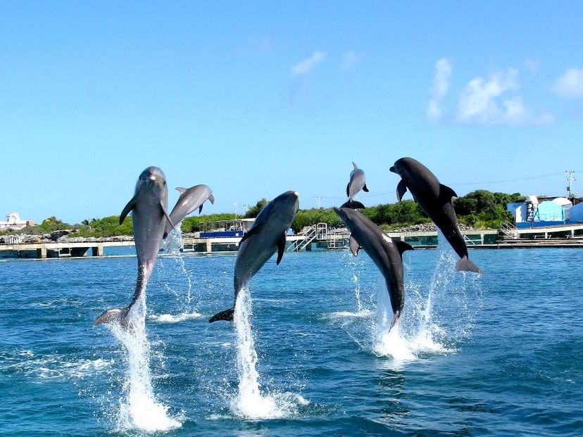 Dolphin Discovery Puerto Aventuras. Yucatan Peninsula. Mexico